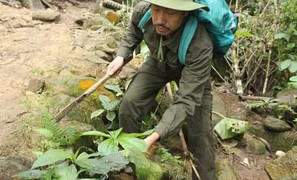 Người trồng thuốc kỳ lạ khắp đại ngàn Hoàng Liên Sơn