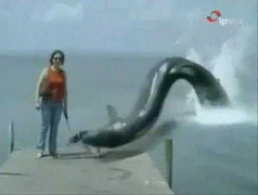 Xôn xao clip Thủy quái lên bờ, nuốt trọn chú chó con