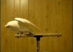 Chú vẹt nhảy Harlem Shake