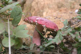 Kỳ lạ cuộc săn loài nấm ‘kỵ hơi người’