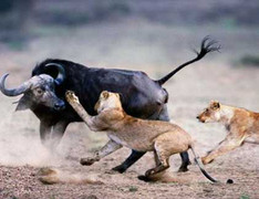 Video: Trâu điên phản công, đuổi sư tử chạy loạn