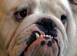 Chú chó 'tự kỷ', chơi bóng một mình