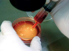 Phát hiện mới: Tinh trùng mê mẩn kim cương