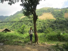 Tìm thấy vườn bưởi của bộ đội Tây Tiến trồng ở Sài Khao