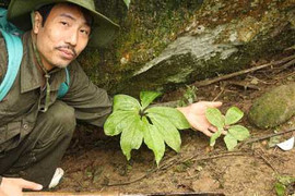 Dị thảo quý như vàng chưa từng biết đến ở Hoàng Liên