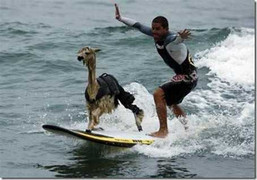 Chết cười với những kiểu lướt sóng không giống ai