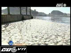 65 tấn cá chết nổi lềnh phềnh trên hồ