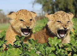 Lồng tiếng cho động vật hài vỡ bụng