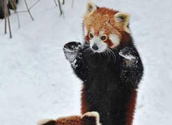 Xem gấu đen, gấu đỏ biểu diễn Kungfu