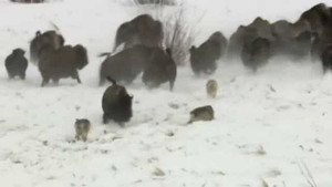 Nháo nhào cuộc chiến giữa trâu rừng và chó sói