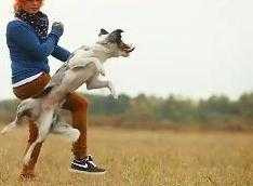 Kinh ngạc với khả năng diễn trò của chú chó