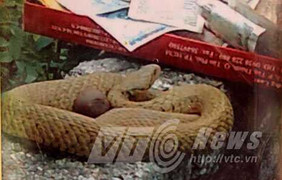 Cả làng náo loạn với ‘rắn thần' ở Bắc Giang