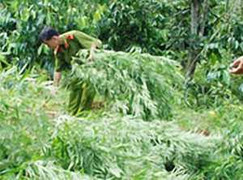 Lại phát hiện trang trại trồng cần sa