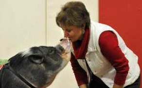 Thúc học sinh đọc sách, hiệu trưởng táo bạo hôn heo