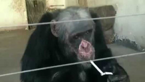 Tinh tinh ở vườn thú lén hút thuốc lá như người