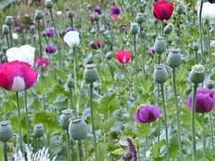 Trồng cả vườn thuốc phiện ngay giữa thủ đô