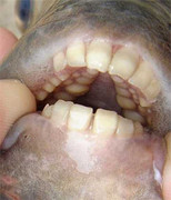 Video: Loài cá kì dị có hàm răng như người