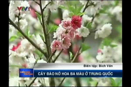 Trung Quốc: Lạ kỳ cây đào cao 8m nở hoa ba màu