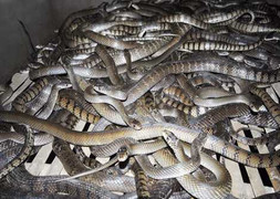 Đột nhập 'vương quốc' rắn lớn nhất Việt Nam