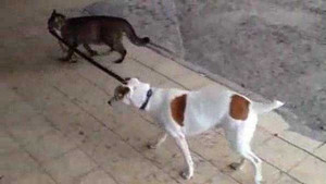 Phì cười clip mèo dắt chó đi lên cầu thang