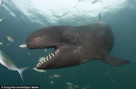 'Thủy quái' đại dương bơi tung tăng và cười như người