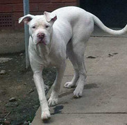 Xót xa thiếu nữ xinh đẹp bị chó cắn chết