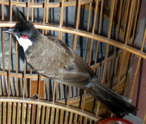 Đi đòi chim, bị đánh nhập viện