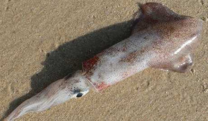 Kỳ lạ vũ khí giết người hàng loạt trong bụng mực ống