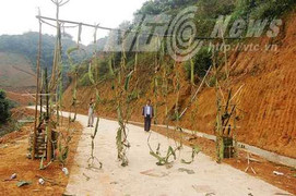 Chuyện lạ ở Việt Nam: Ném xôi, gà vào nhau