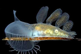 Những loài vật 'tàng hình' siêu kinh ngạc