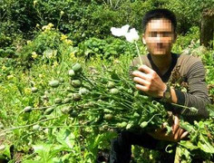 Đột nhập vựa cây thuốc phiện lớn ở Tây Bắc