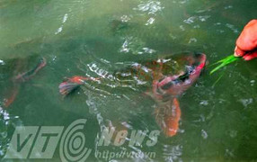 Bí ẩn ‘cá thần’ trăm tuổi, nuôi làm thịt ở Hà Giang