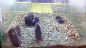 Xem chuột Hamster nhảy Harlem Shake hài chưa từng thấy