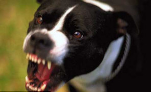 Mổ bụng chó lấy ngón tay bị cắn đứt để cấy ghép