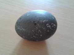 Kỳ lạ vịt đẻ trứng màu đen ở Bắc Kạn