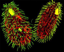 Video về sinh vật kỳ dị có tới 7 giới tính