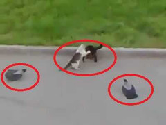 Clip: Mèo đánh nhau, bồ câu cổ vũ