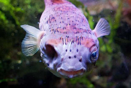 Cận cảnh phẫu thuật 'thủy quái' độc nhãn kì dị