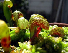 Clip: Nắp ấm hổ mang quyến rũ con mồi đến chết