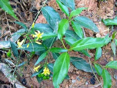 Không được lấy vợ, học sinh 15 tuổi ăn lá ngón tự vẫn