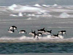 Cười té ghế clip chim cánh cụt biết bay