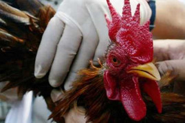 WHO tư vấn người Việt tránh virus cúm chết người