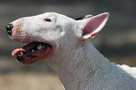 Chó cắn 'của quý', thầy giáo nhập viện