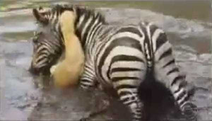 Ngựa vằn tung chiêu độc, dìm sư tử xuống bùn đen