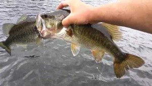 Kì lạ 2 chú cá ngậm chặt nhau không rời