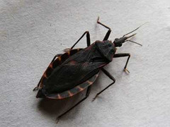 Hà Nội: Bọ xít hút máu người tái xuất hiện