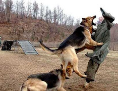 Video: Lính Triều Tiên huấn luyện chó cắn quan chức Hàn