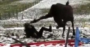 Clip: Ngựa hiếu chiến đá rách mặt thiếu nữ xinh đẹp