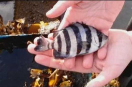 Loài cá sống sót thần kì sau thảm họa kép Nhật Bản