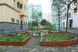 Nuôi gà ở chung cư, nấu cơm công sở phạt 60 triệu đồng?